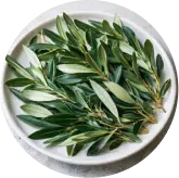 Oleuropein